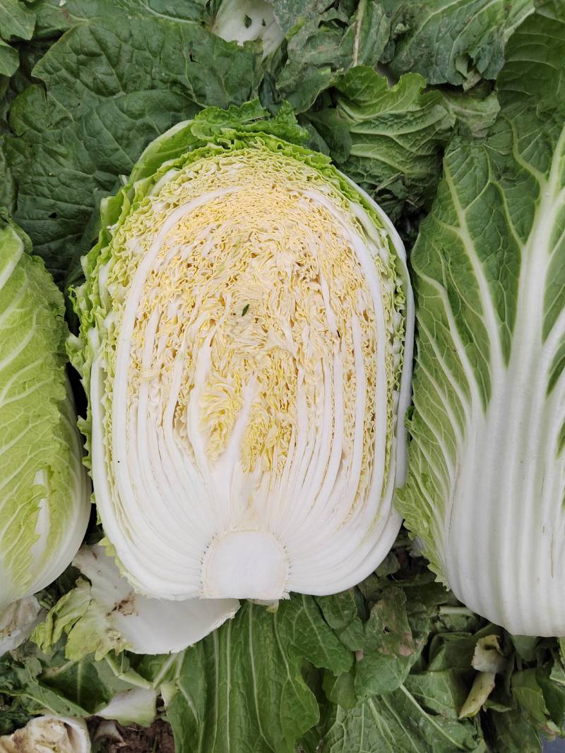 湖北黄心白菜各种品产地直发一手货价格便宜质量保证全国发货