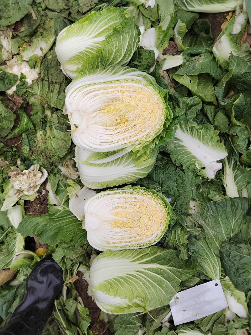 湖北黄心白菜各种品产地直发一手货价格便宜质量保证全国发货