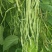 秦闽万斤青架豆王种子农家庭院大田种植豆角种子蔬菜种子