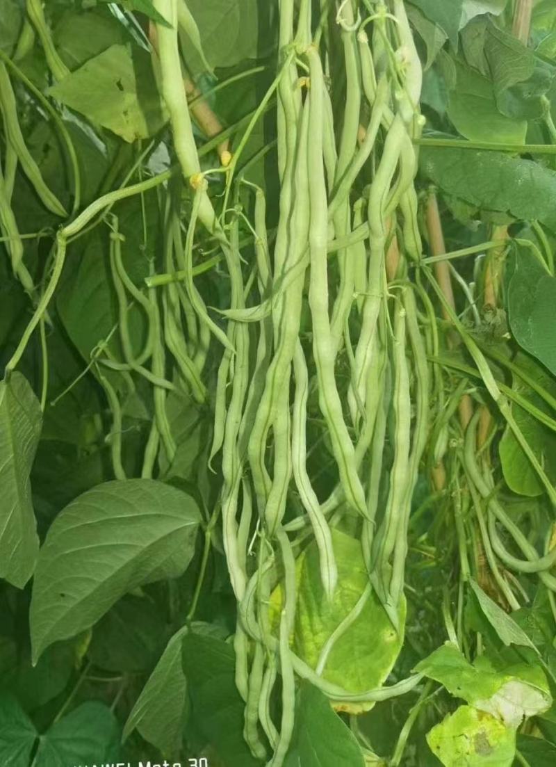 秦闽万斤青架豆王种子农家庭院大田种植豆角种子蔬菜种子