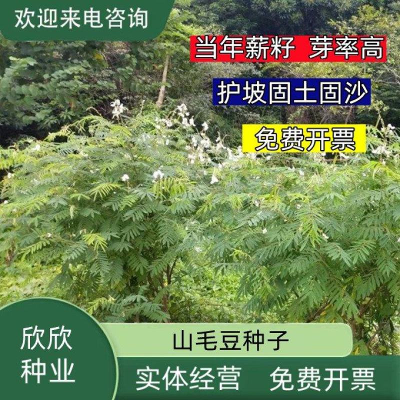 山毛豆种子林木种籽毛豆种子短萼灰叶种子四季庭院播护固土