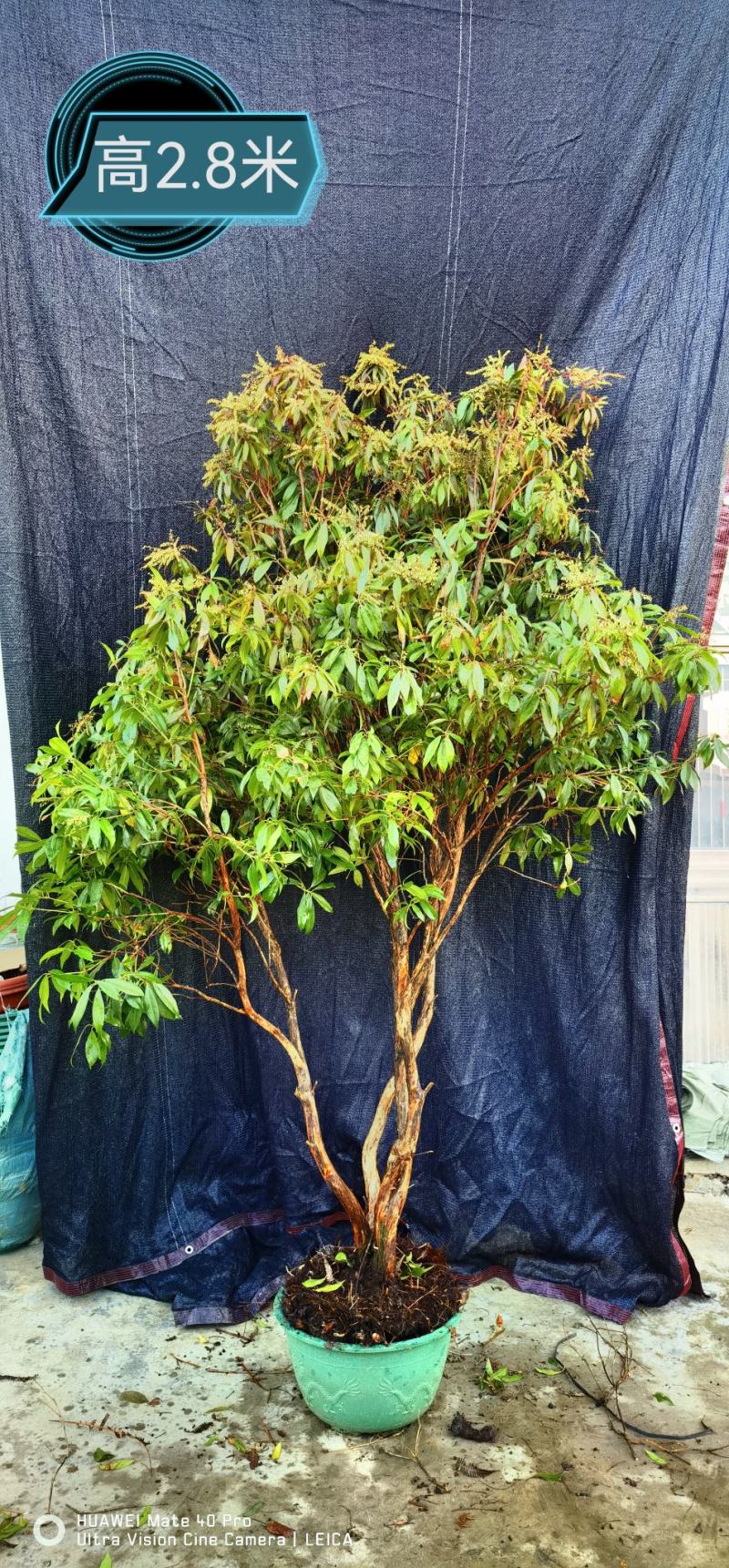 马醉木