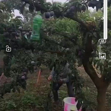 李子园转让