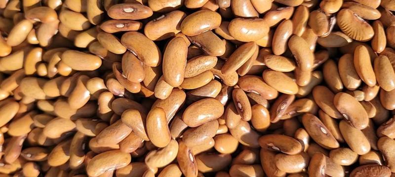 龙蔬双丰二号架豆种子毛豆种子农户大面积农家庭院大田用种