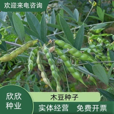木豆种子新采护坡灌木绿肥新种子山林绿化耐寒耐旱耐贫瘠