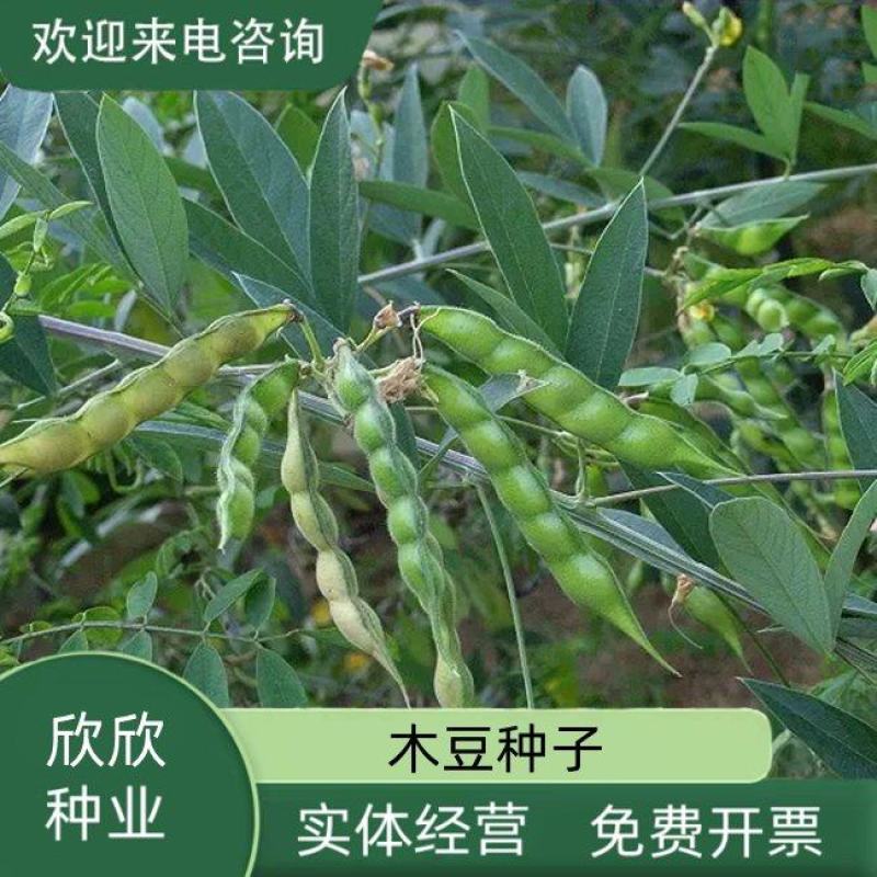 木豆种子新采护坡灌木绿肥新种子山林绿化耐寒耐旱耐贫瘠