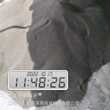 太子参种子