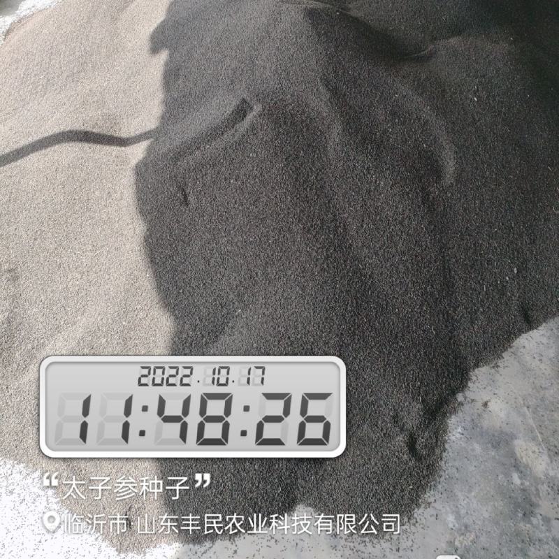 太子参种子