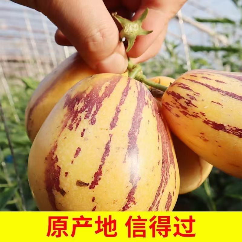 【牛商推荐】甘肃人参果产地直发一手货源保质保量