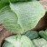 四川简阳莲花白圆白菜大量现货欢迎各地采购商前来采购