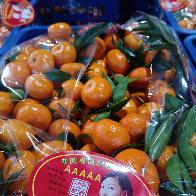 棉橘，八月橘，桂林特产，沙糖桔，金秋沙糖桔