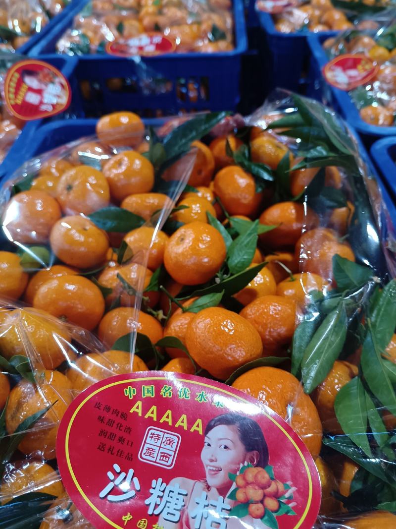 棉橘，八月橘，桂林特产，沙糖桔，金秋沙糖桔