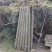 四川达州白夹竹