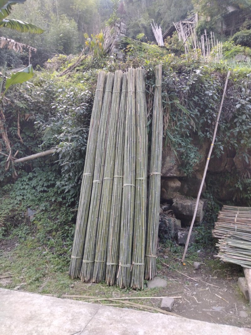 四川达州白夹竹