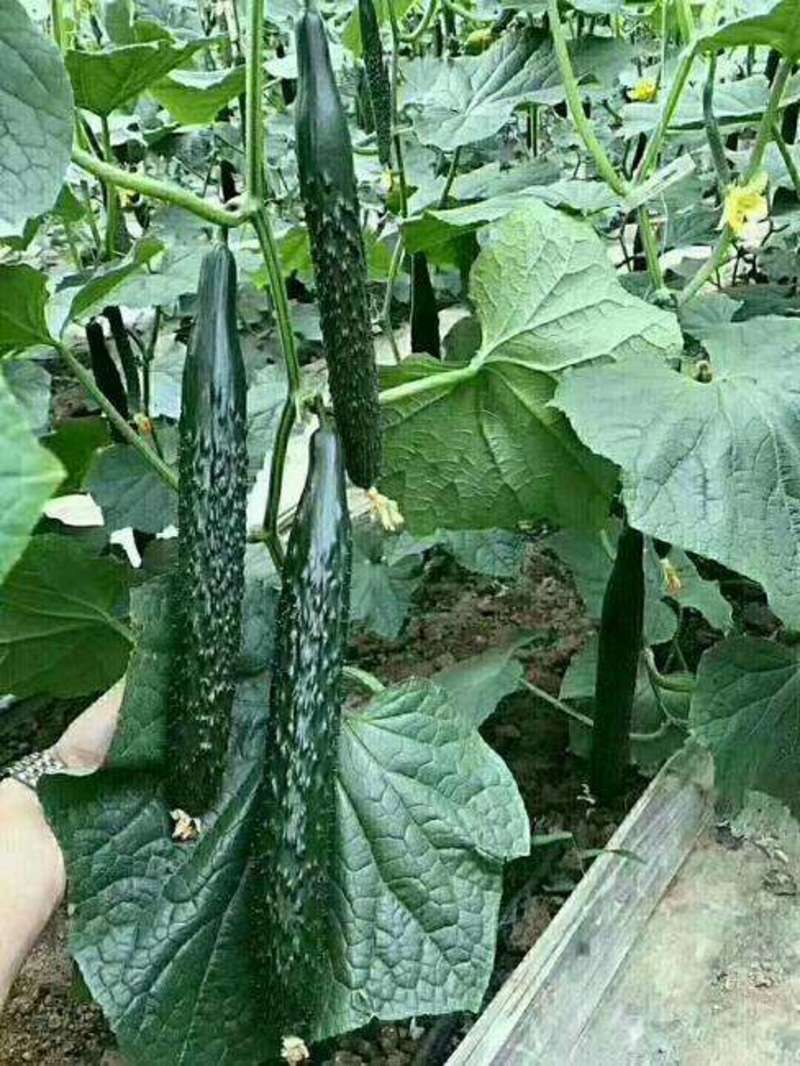 密刺黄瓜，长30～40厘米，单瓜重200克