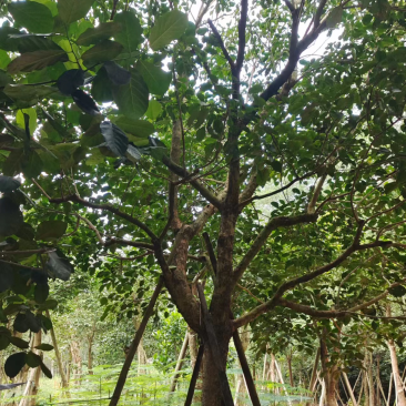 秋枫假植苗、地苗福建漳州秋枫种植基地大量现货一手货源批发