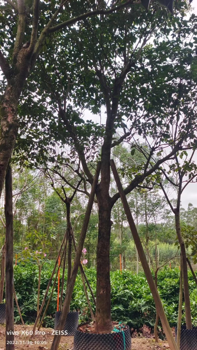 秋枫假植苗、地苗福建漳州秋枫种植基地大量现货一手货源批发
