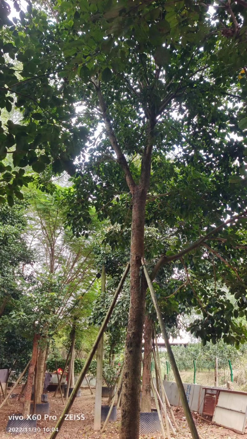 秋枫假植苗、地苗福建漳州秋枫种植基地大量现货一手货源批发