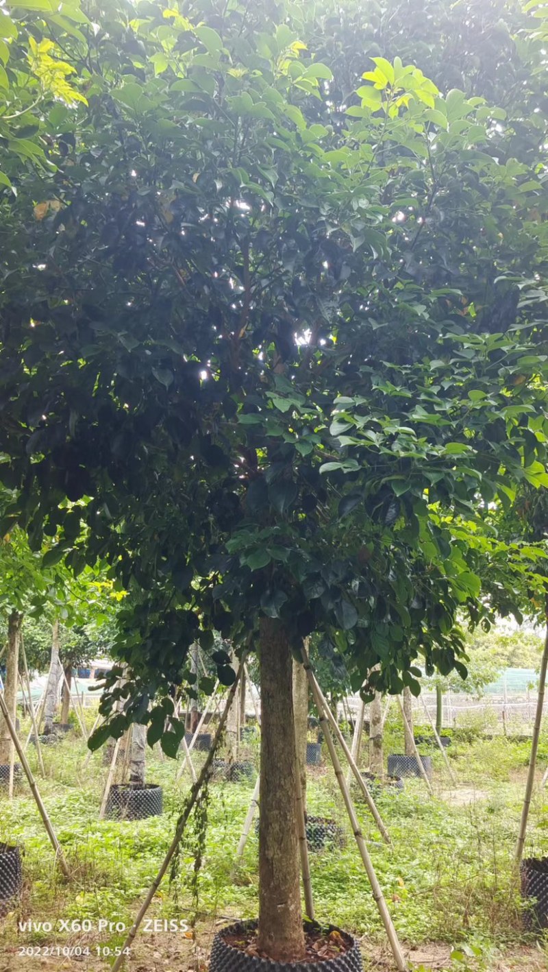 秋枫假植苗、地苗福建漳州秋枫种植基地大量现货一手货源批发