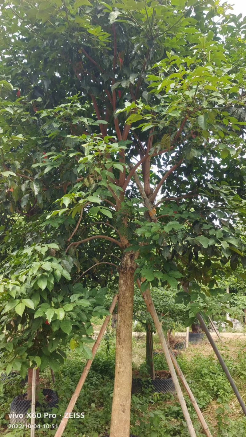 秋枫假植苗、地苗福建漳州秋枫种植基地大量现货一手货源批发