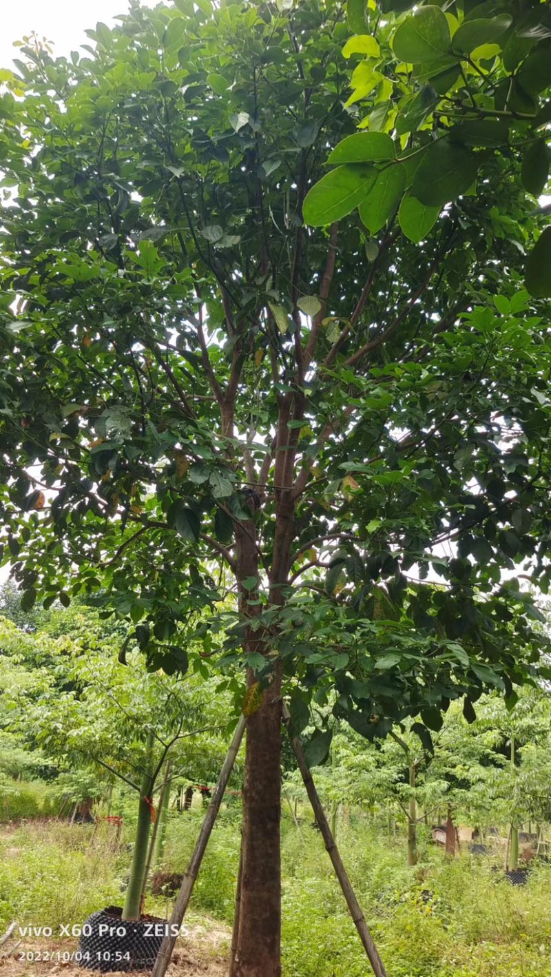 秋枫假植苗、地苗福建漳州秋枫种植基地大量现货一手货源批发