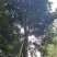 秋枫假植苗、地苗福建漳州秋枫种植基地大量现货一手货源批发
