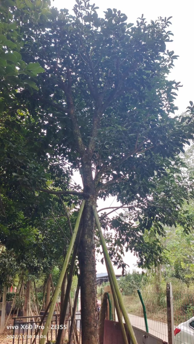 秋枫假植苗、地苗福建漳州秋枫种植基地大量现货一手货源批发