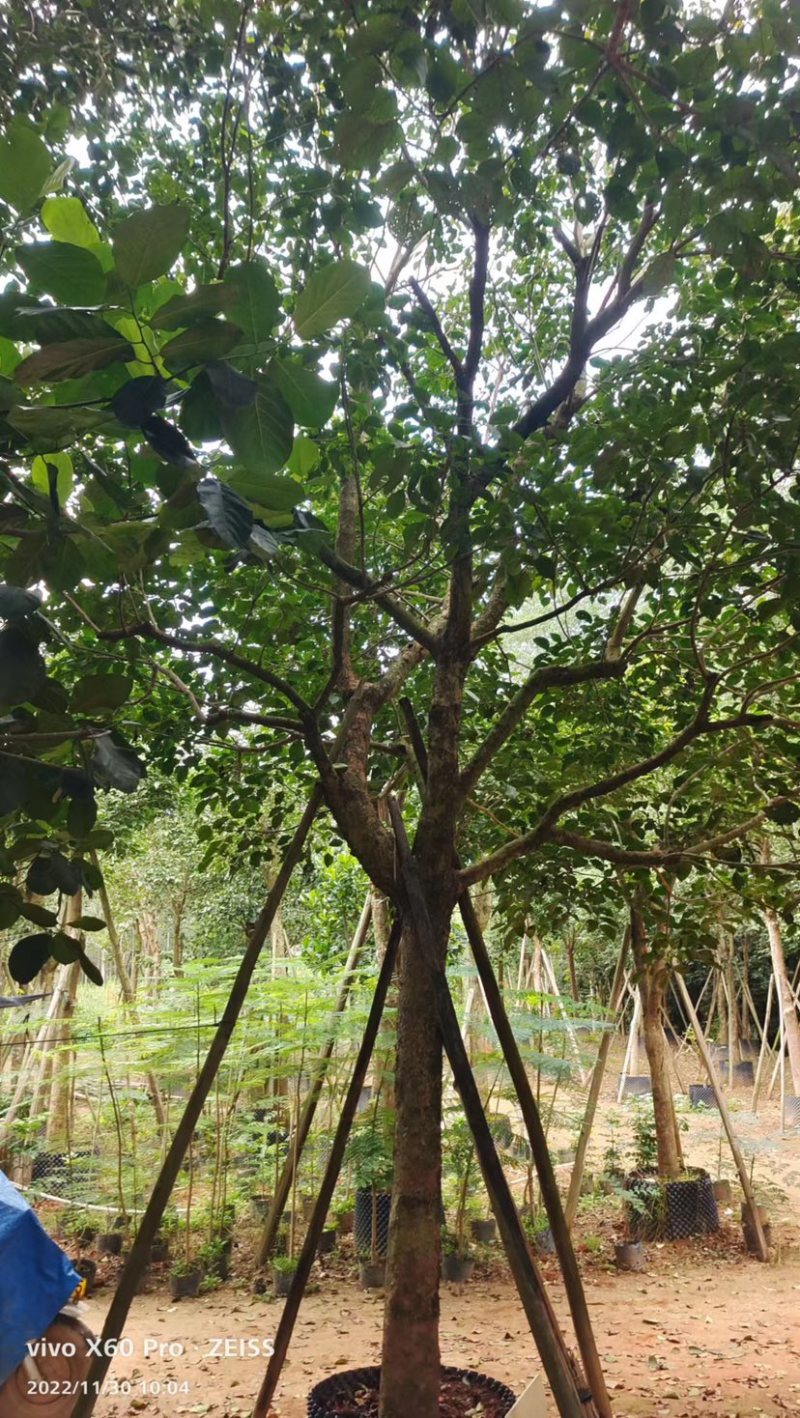秋枫假植苗、地苗福建漳州秋枫种植基地大量现货一手货源批发