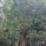 秋枫假植苗、地苗福建漳州秋枫种植基地大量现货一手货源批发