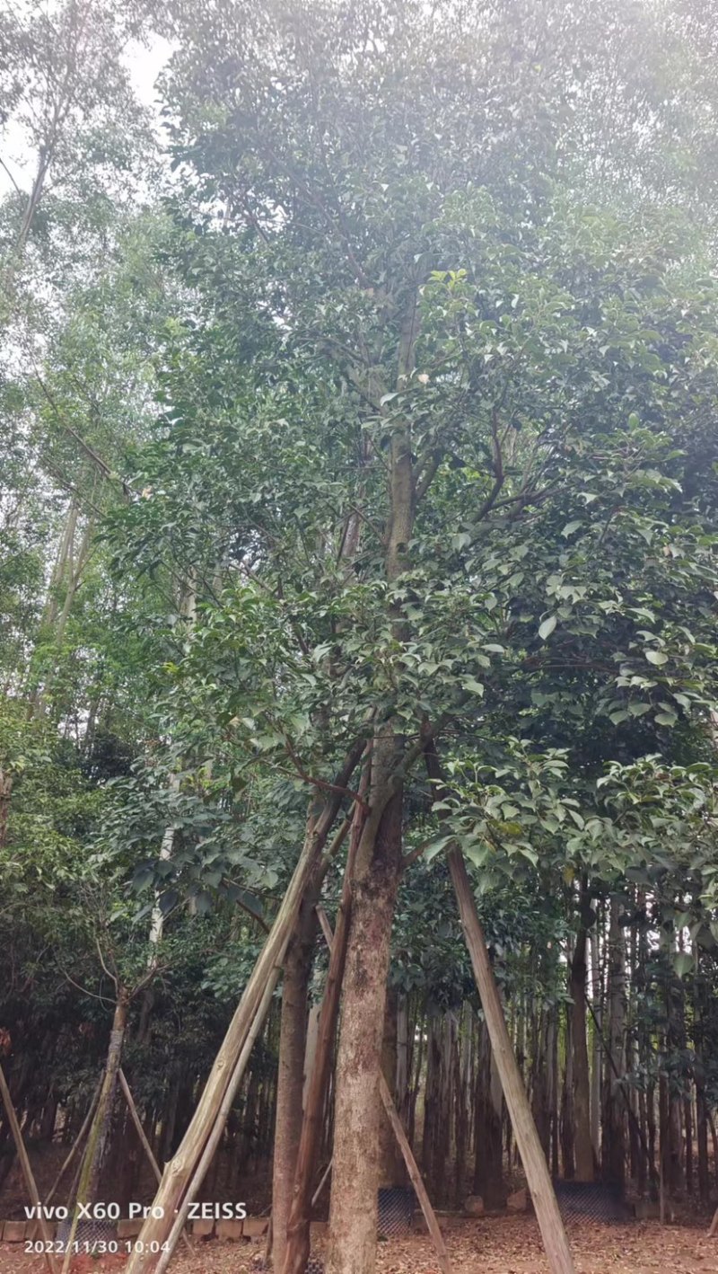 秋枫假植苗、地苗福建漳州秋枫种植基地大量现货一手货源批发
