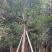 秋枫假植苗、地苗福建漳州秋枫种植基地大量现货一手货源批发
