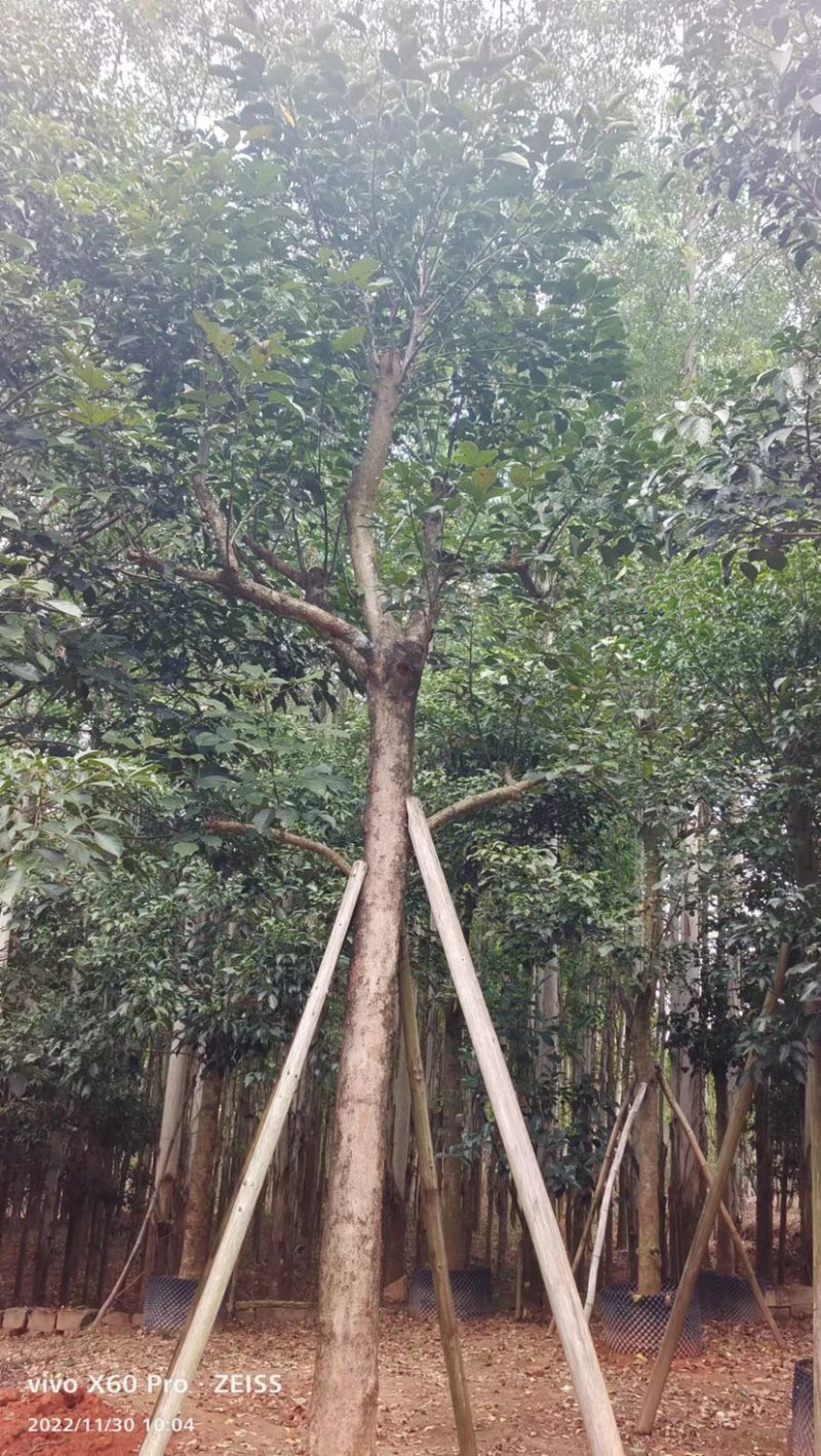秋枫假植苗、地苗福建漳州秋枫种植基地大量现货一手货源批发