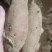 红薯山东地瓜产地一手货源西瓜红烟薯紫薯全国代发保证质量