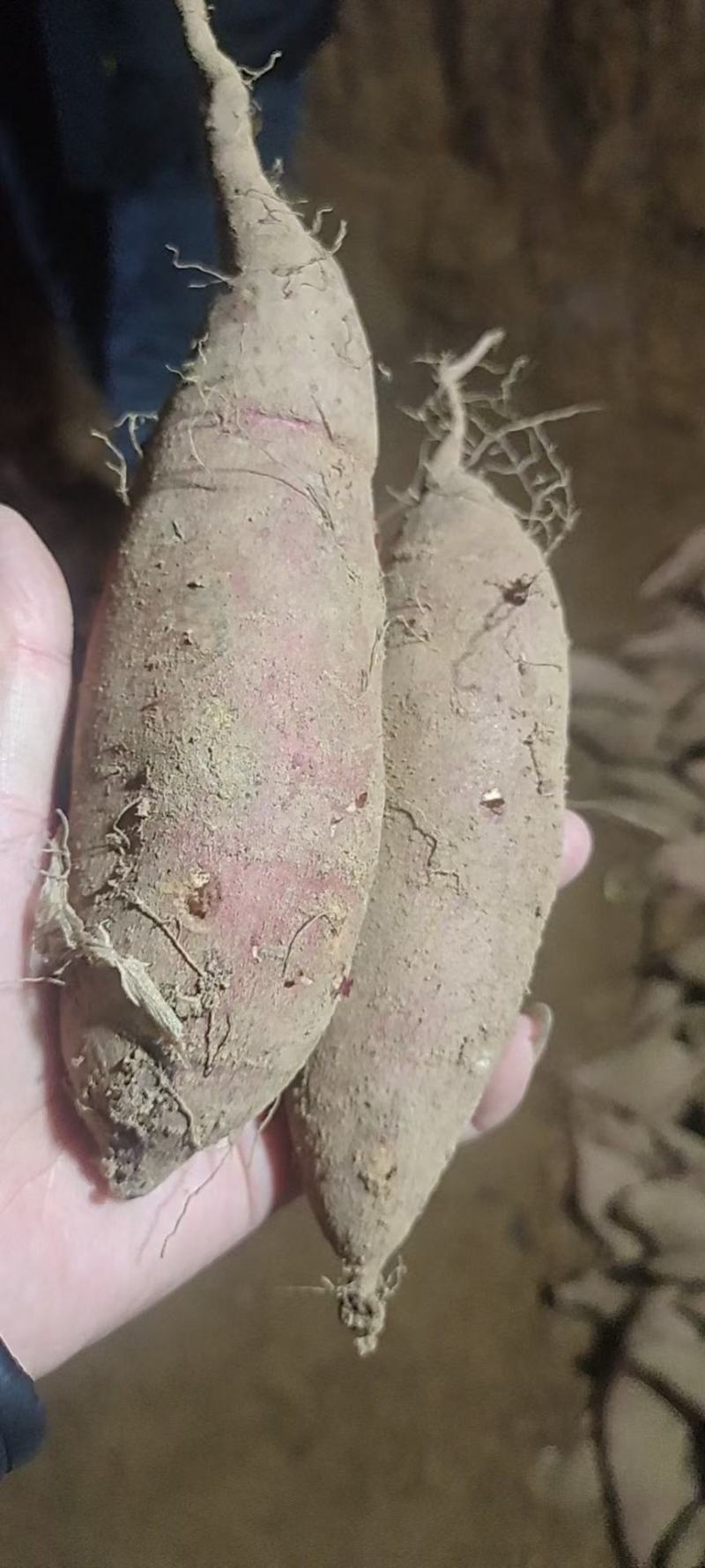 红薯山东地瓜产地一手货源西瓜红烟薯紫薯全国代发保证质量