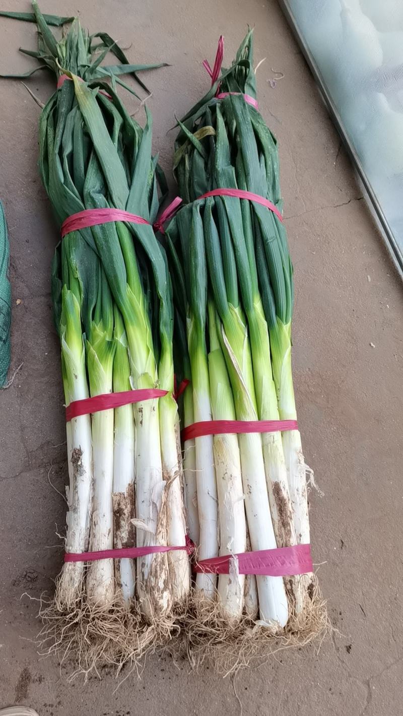 铁杆大葱大量上市了，葱棒高，欢迎各大电商超市！