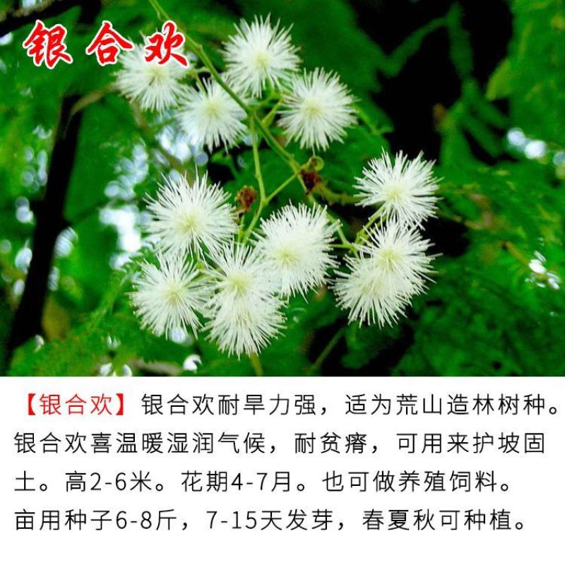 木豆种子新采护坡灌木绿肥新种子山林绿化耐寒耐旱耐贫瘠