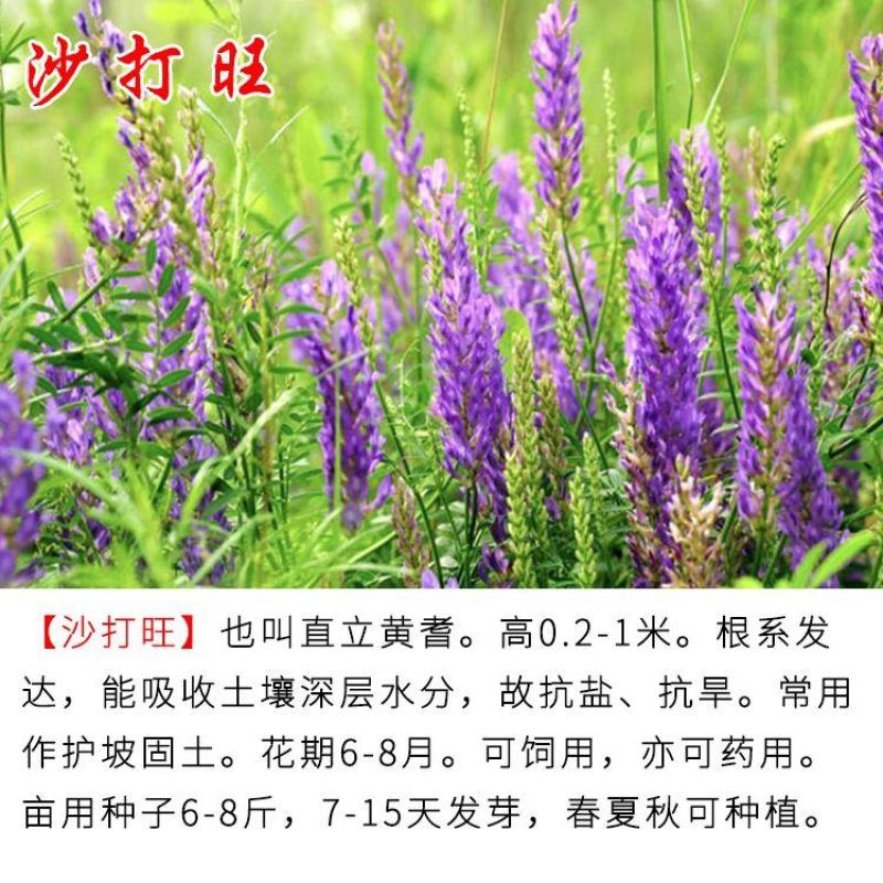 木豆种子新采护坡灌木绿肥新种子山林绿化耐寒耐旱耐贫瘠