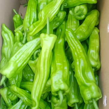 芜湖椒广东精选芜湖椒大量上市价格优惠质量保证诚信合作!