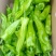芜湖椒广东精选芜湖椒大量上市价格优惠质量保证诚信合作!