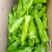 芜湖椒广东精选芜湖椒大量上市价格优惠质量保证诚信合作!
