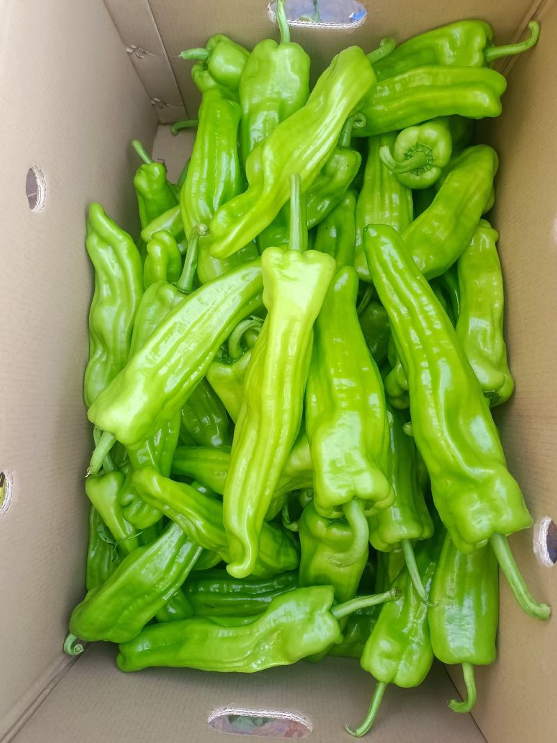 芜湖椒广东精选芜湖椒大量上市价格优惠质量保证诚信合作！