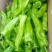 芜湖椒广东精选芜湖椒大量上市价格优惠质量保证诚信合作!