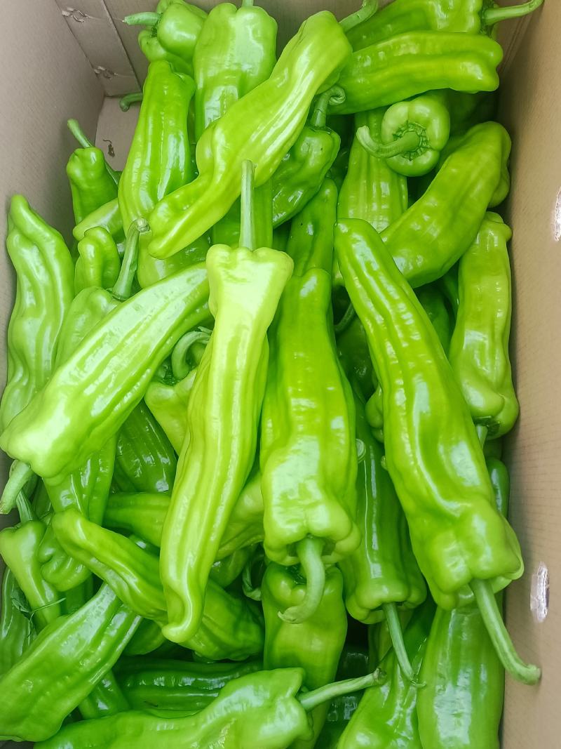 芜湖椒广东精选芜湖椒大量上市价格优惠质量保证诚信合作！