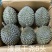 【树上熟】液氮干尧榴莲电商一件代发大量现货价格优惠