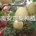 山西优质贡梨正在火热销售中，诚招梨商合作收购！