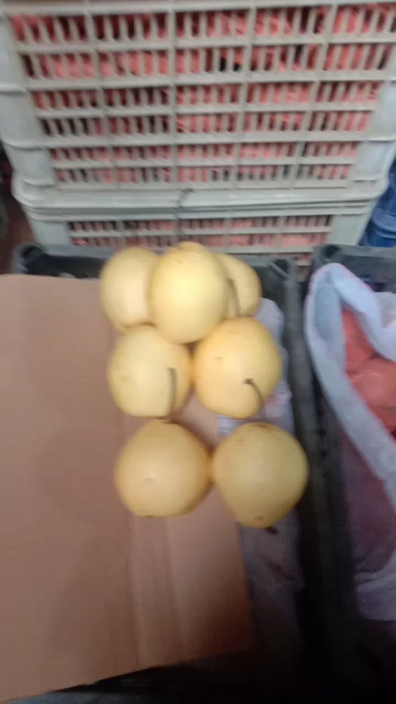 山西优质贡梨正在火热销售中，诚招梨商合作收购！
