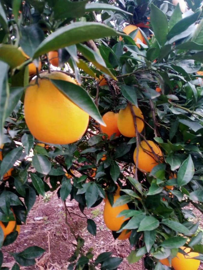 奉节脐橙产地一手货源品质保障甜度高质量好欢迎联系