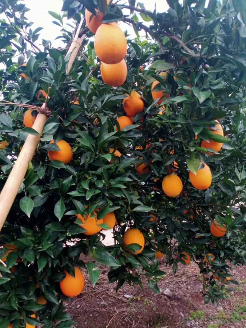 奉节脐橙产地一手货源品质保障甜度高质量好欢迎联系