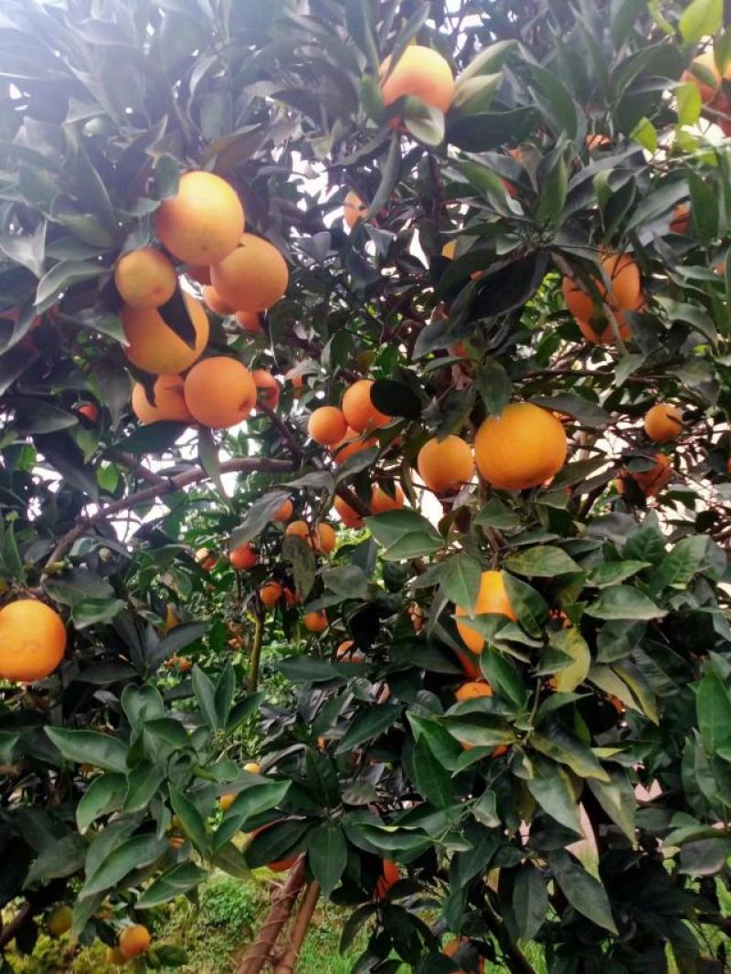 奉节脐橙产地一手货源品质保障甜度高质量好欢迎联系