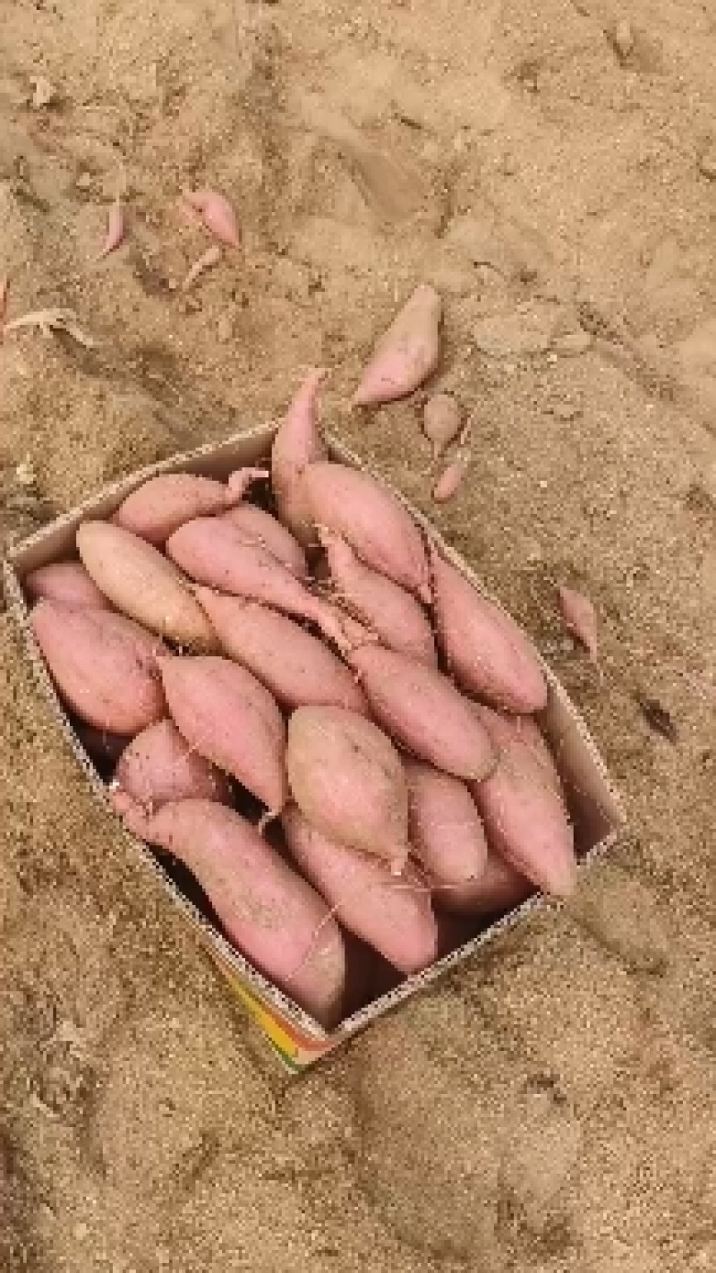 板栗薯济薯26红皮黄心电商平台山东临沂